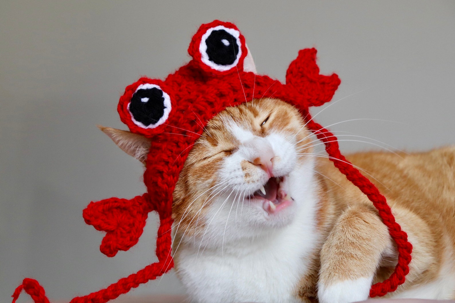 Crab Hat for Cats Funny Feline Crab Accessory / Costume Crab - Etsy
