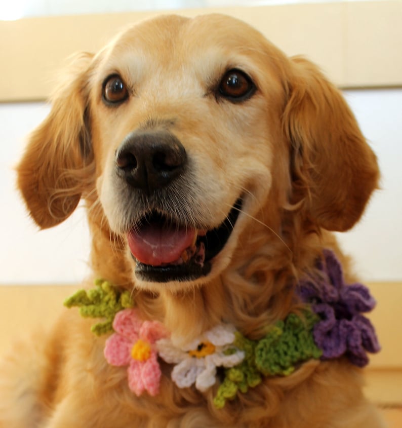 Blume Krone / Kragen für Hunde Haustier Hochzeit Hund Etsy