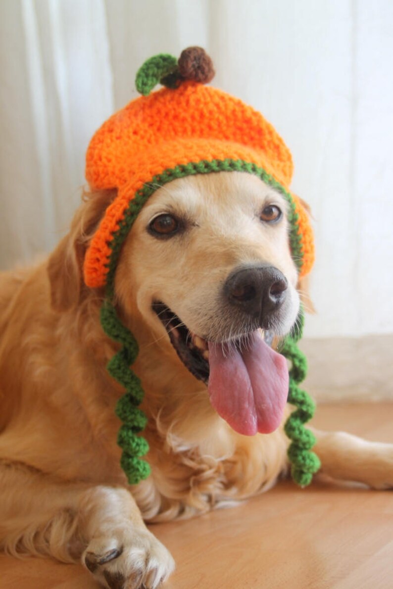 Pumpkin Dog Hat Pumpkin Hat for Large Dogs Halloween / Etsy