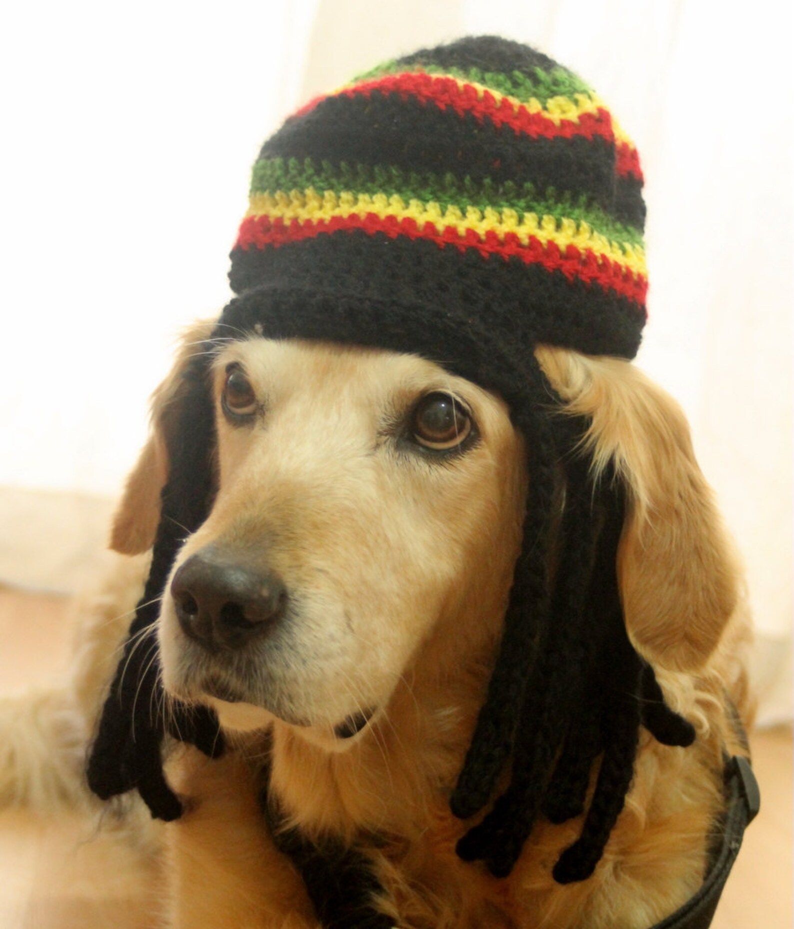 Rasta Hat for Dogs Rastafarian Dog Hag With Dreadlocks Funny Etsy