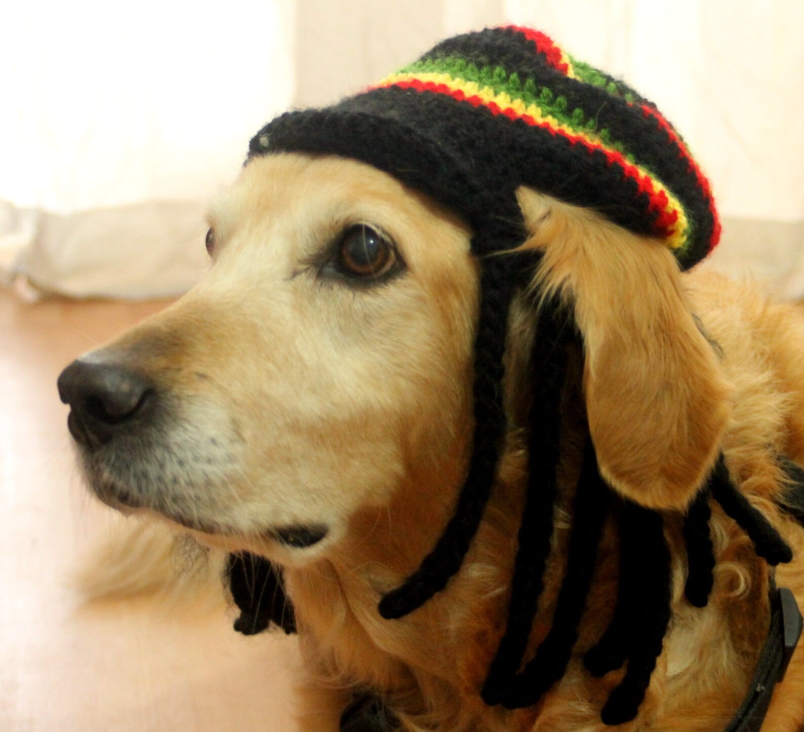 Rasta Hat for Dogs Rastafarian Dog Hag With Dreadlocks Funny Etsy