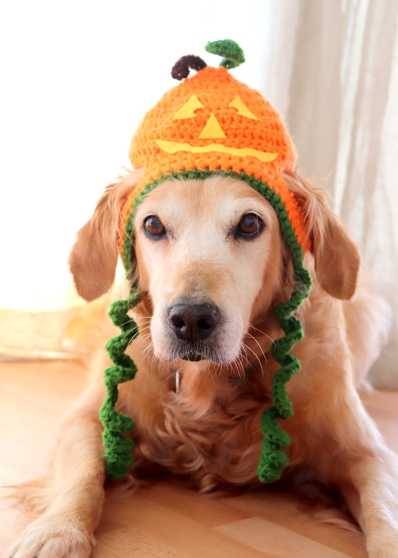 Halloween Dog Hat Jackolantern Hat for Dogs Pumpkin Dog Hat Etsy