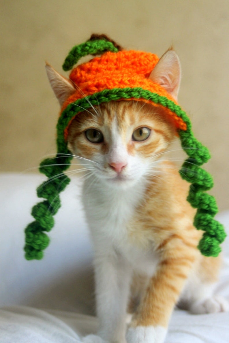 Puede incluir: Primer plano de un gato con un gorro de calabaza de ganchillo con colas de hilo verde. El gato es naranja y blanco con ojos verdes.