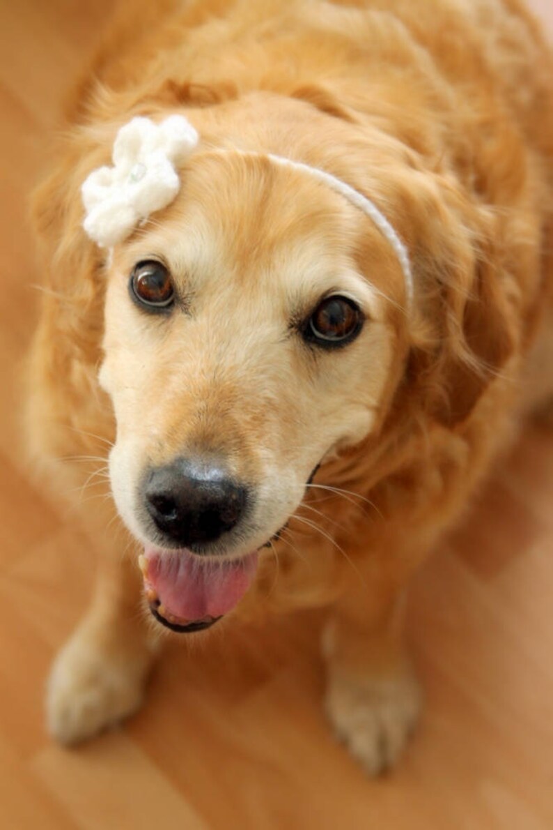 Dog Flower Headband Dog Flower Collar Dog Flower Necklace | Etsy