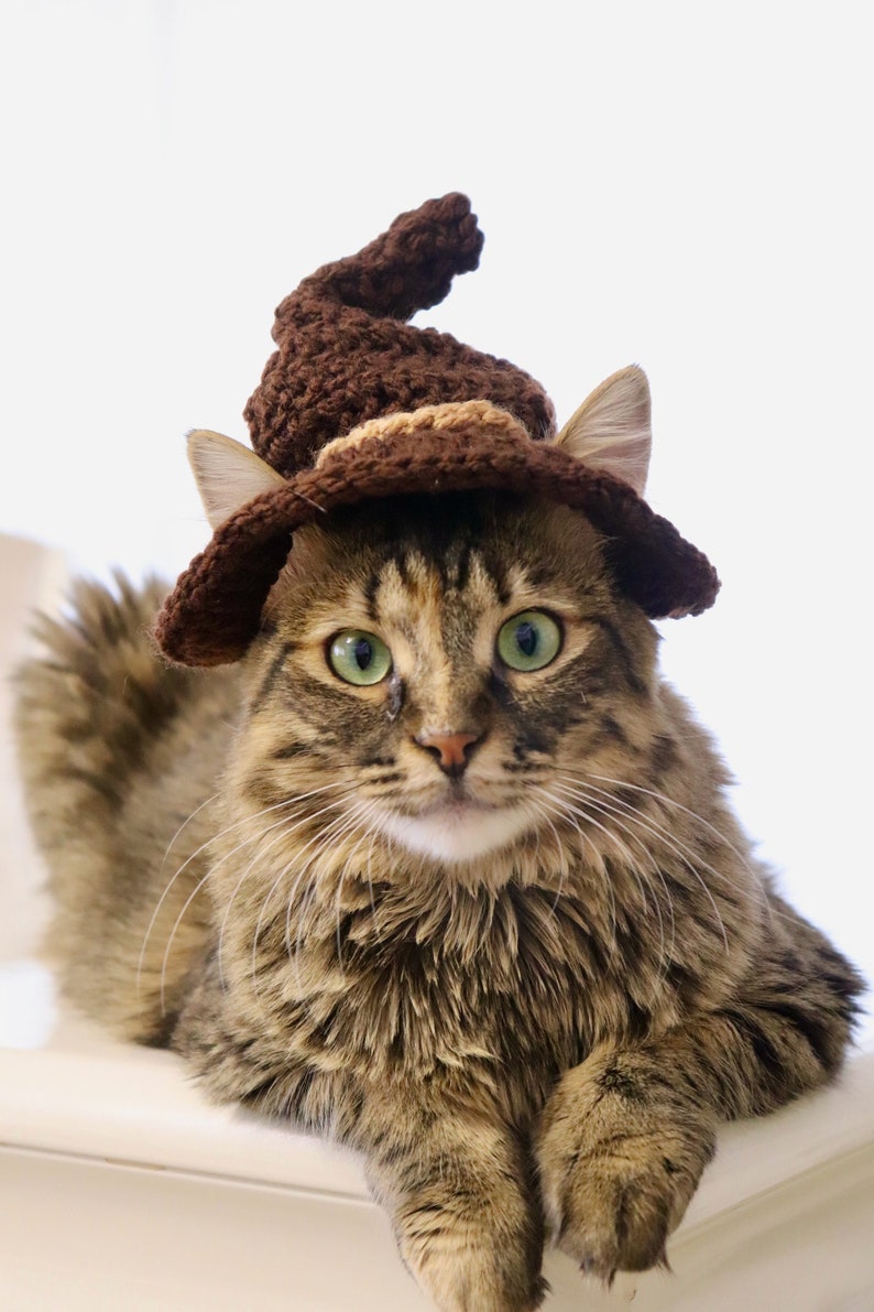 May include: A brown tabby cat wearing a brown crocheted witch hat. The cat is looking directly at the camera with a serious expression.