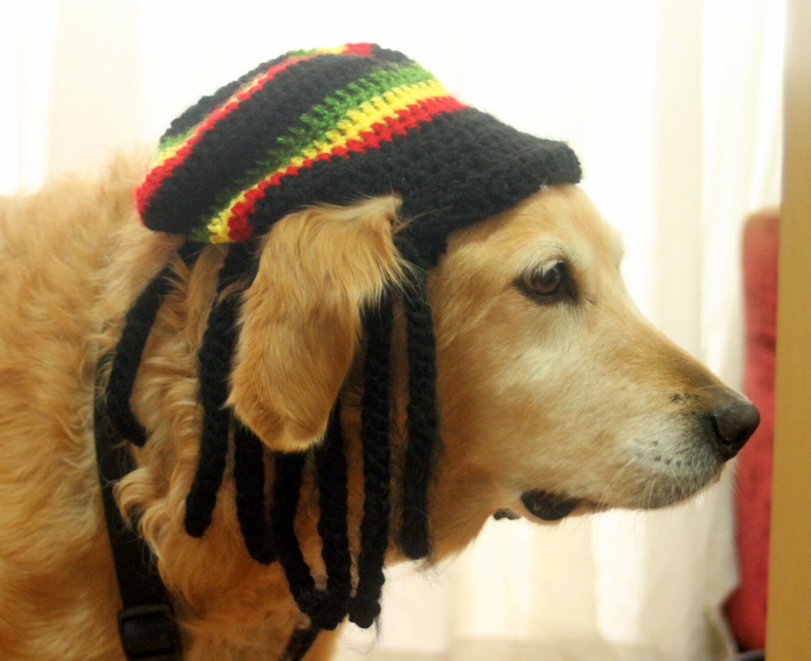 Rasta Hat for Dogs Rastafarian Dog Hag With Dreadlocks Funny Etsy