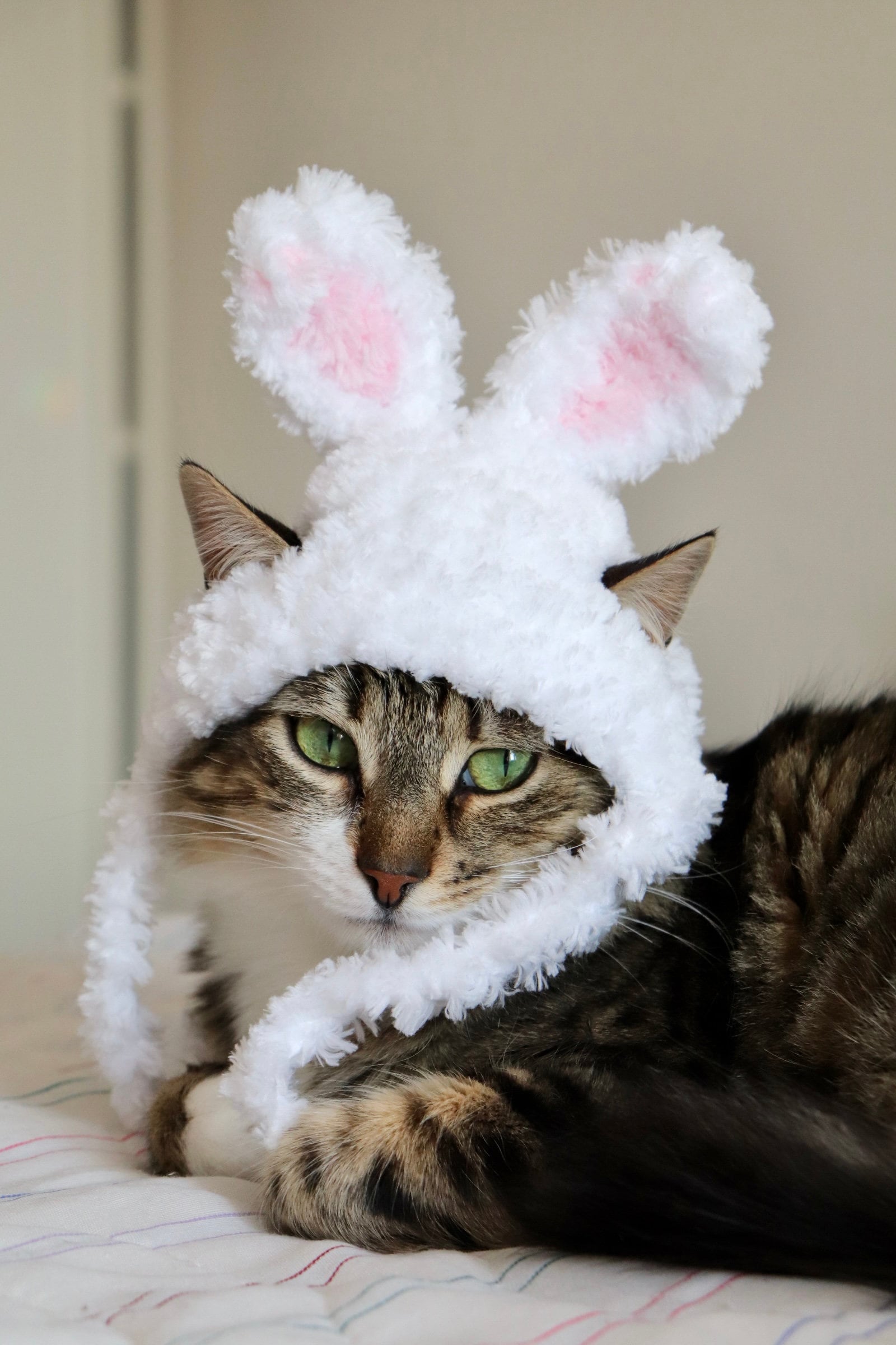 Fluffy Bunny Ears for Cats Cute Easter Bunny Costume for - Etsy ...