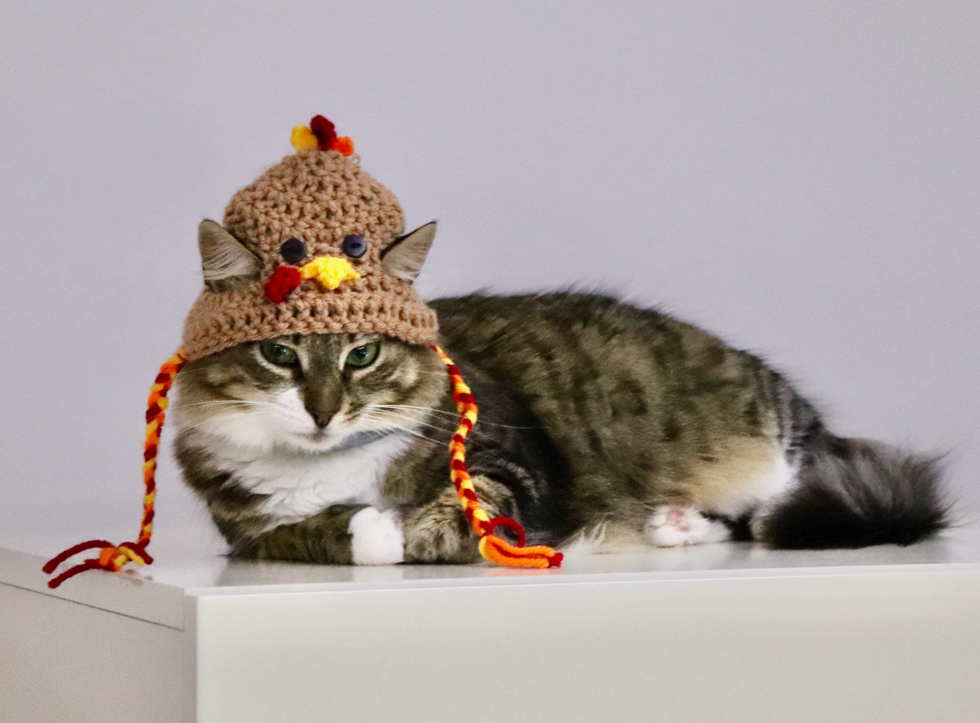 Thanksgiving Turkey Hat for Cats, Funny Turkey Cat Hat With Straps