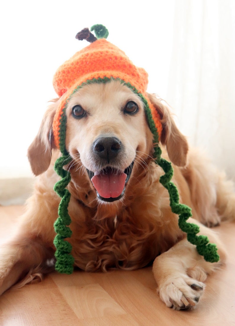 Pumpkin Dog Hat Pumpkin Hat for Large Dogs Halloween / Etsy