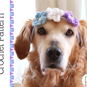 May include: A golden retriever dog wearing a crocheted headband with purple, white, and blue flowers. The headband is made of yarn and has a simple design.