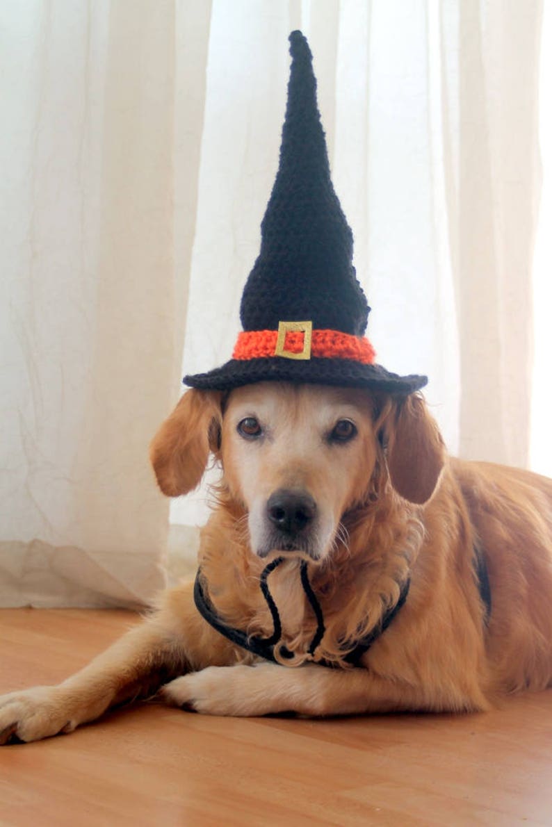 Witch Hat for Dogs Dog Witch Hat Halloween Hat for Dogs Etsy