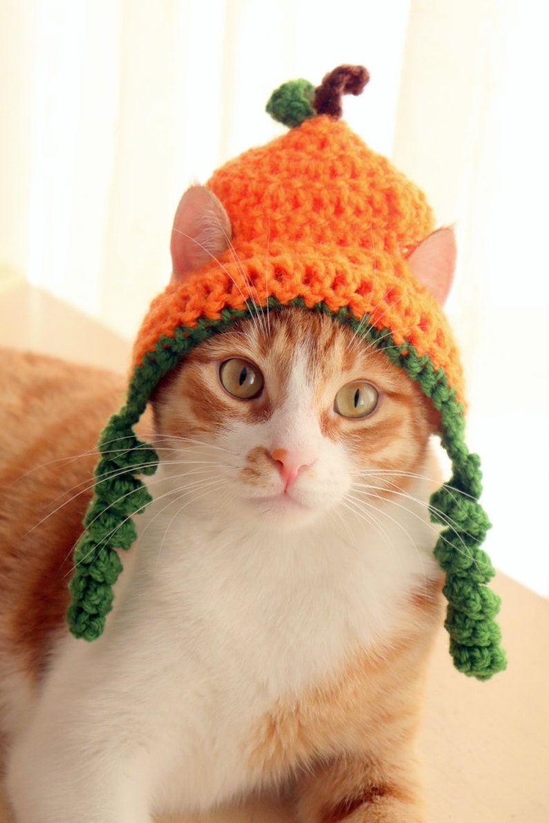 Puede incluir: Un gato jengibre y blanco con un gorro de calabaza de ganchillo con tallos verdes. El gorro tiene una cola verde de ganchillo.