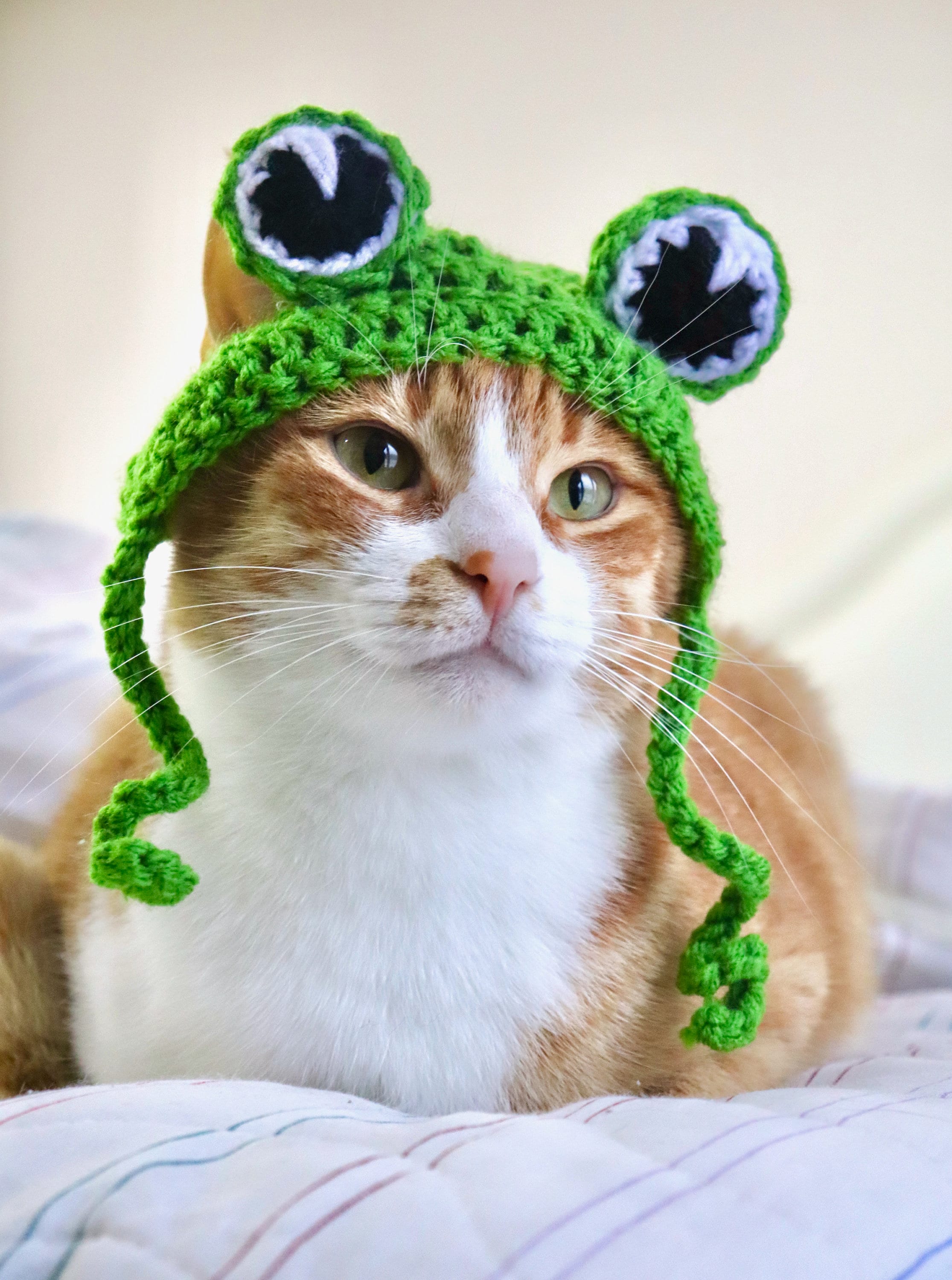 Frog Hat for Cats Funny Feline Frog Accessory / Costume Frog Etsy