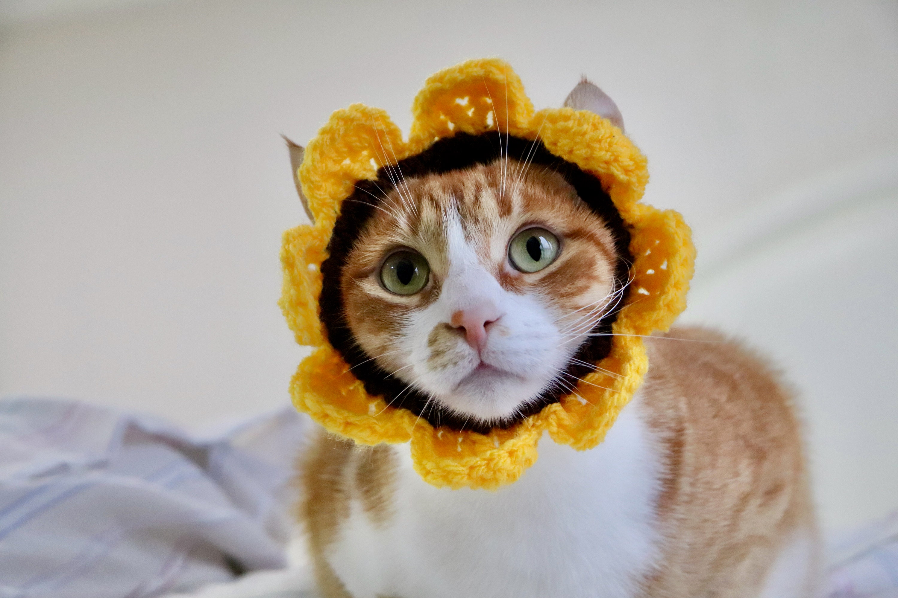 Cat Flower Headband / Collar Accessory Daisy / Sunflower Etsy