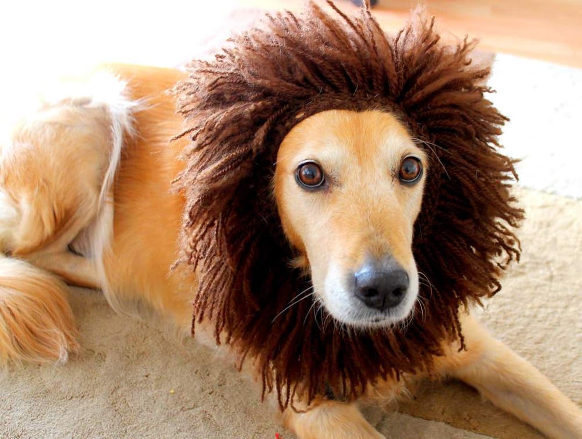 Hund Löwe Mähne Löwe Mähne für große Rassen Hunde mit Etsy