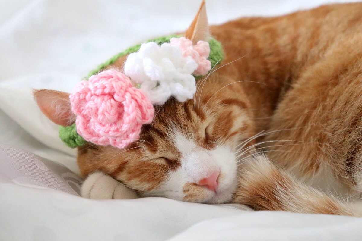 Couronne De Fleur Pour Des Chats Accessoire De Photo De Etsy