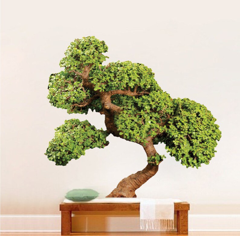 3 x Bur Oak Quercus Macrocarpa Bonsai Starter Trees 3 x Bur Oak Quercus Macrocarpa Bonsai Starter Trees