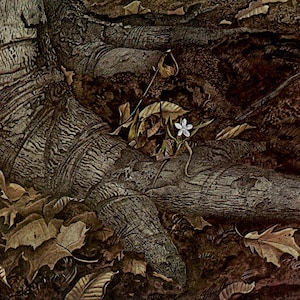Andrew Wyeth, Andrew Wyeth Print, American Art, American Artist, Americana, Wyeth Print, Wyeth Art, Pennsylvania Artist, &quot;Spring Beauty&quot;
