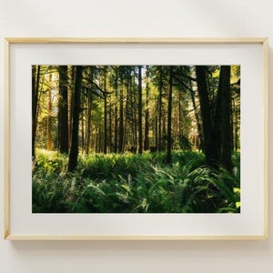 Fine Art Forest Print: Pacific Northwest Landscape Photo with Ferns and Evergreen Trees