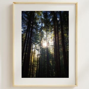Fine Art Forest Print: Pacific Northwest Landscape Photo with Evergreen Trees and Sunbeams