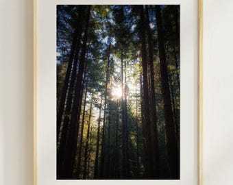Evergreen Forest Sunrise Wall Art: Pacific Northwest Tree Photograph