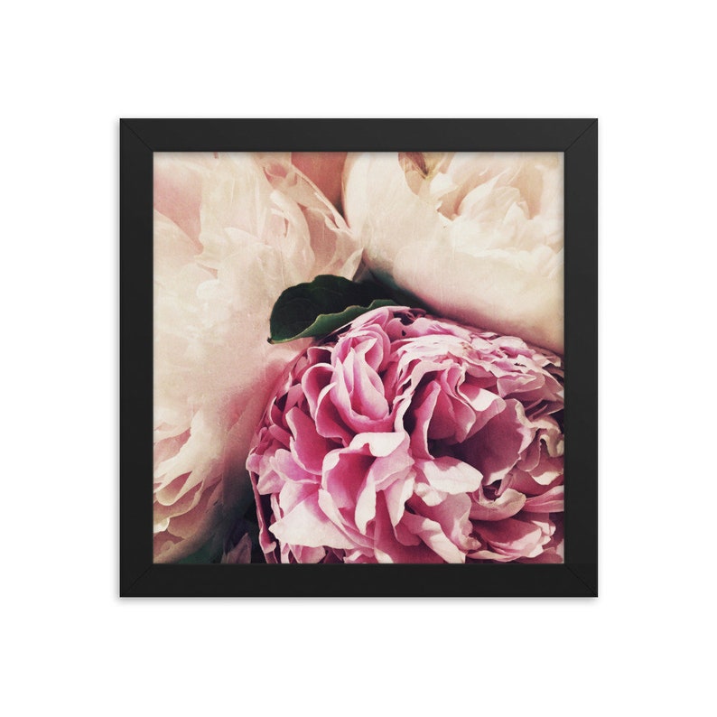Soft Pastel Peonies framed square matte photograph of summer garden flowers