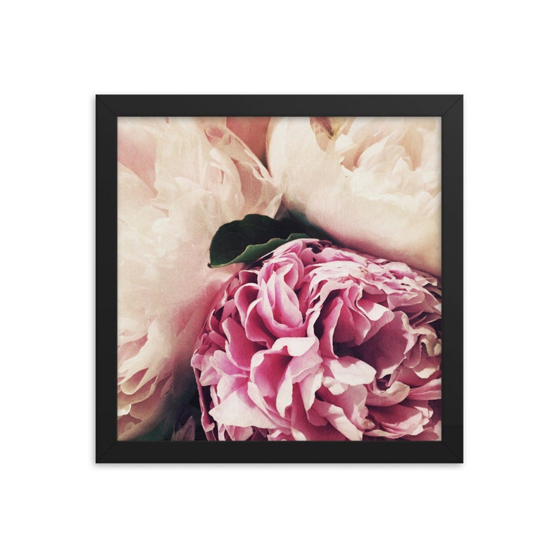 Soft Pastel Peonies framed square matte photograph of summer garden flowers