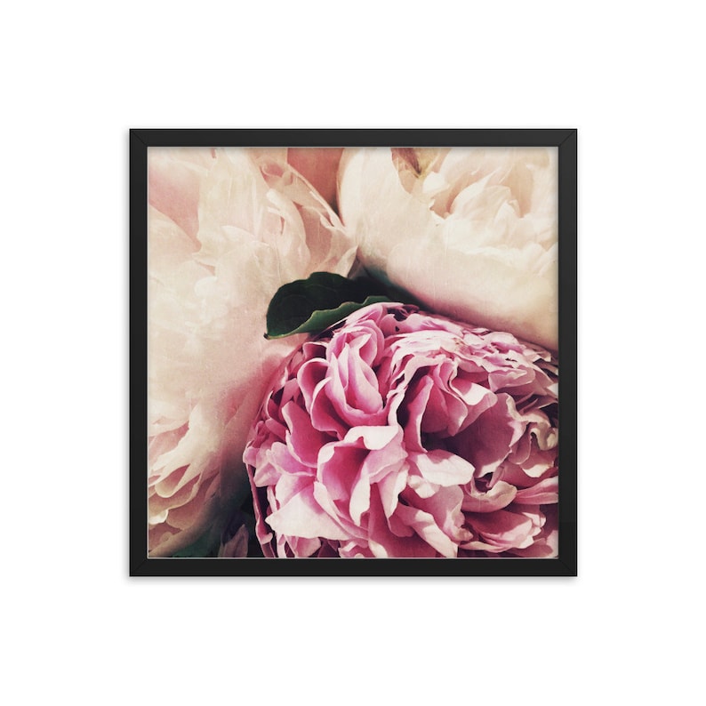 Soft Pastel Peonies framed square matte photograph of summer garden flowers