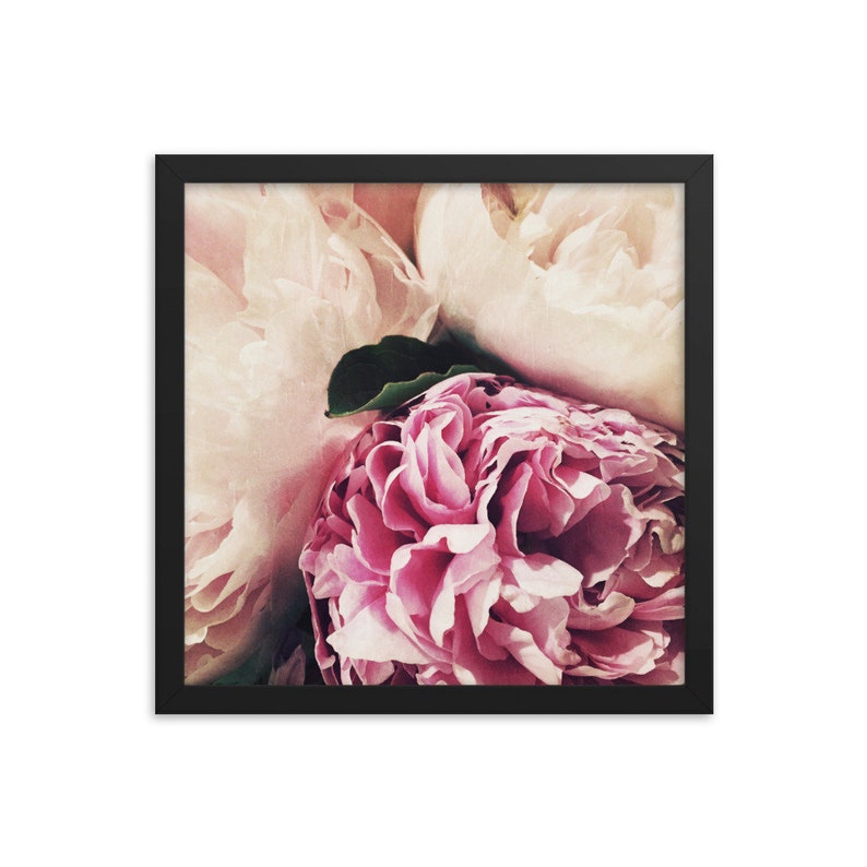 Soft Pastel Peonies framed square matte photograph of summer garden flowers