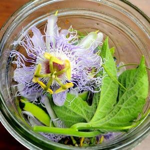 May include: A clear glass jar filled with a passionflower, green leaves, and stems. The passionflower has purple and white petals with a yellow and green center. The leaves are a vibrant green, and the stems are a light green color.