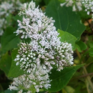 Mikania scandens, Climbing hempvine seeds image 1