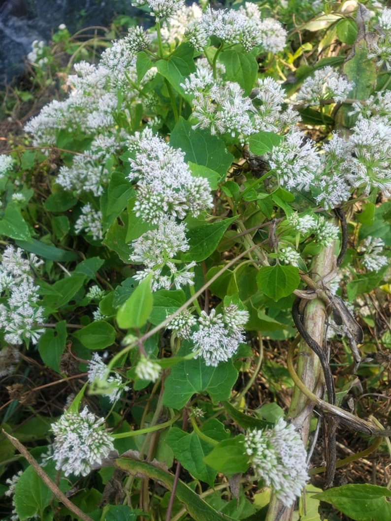 Mikania scandens, Climbing hempvine seeds image 2