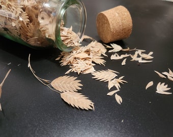 Chasmanthium latifolium, Inland sea oats, wood oats