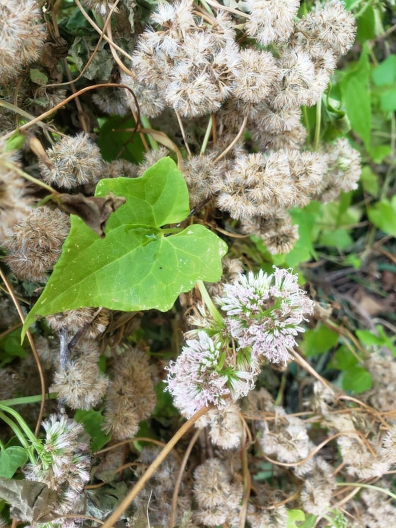 Mikania scandens, Climbing hempvine seeds image 3