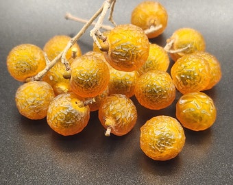 Sapindus drumondii: Western Soapberry seeds