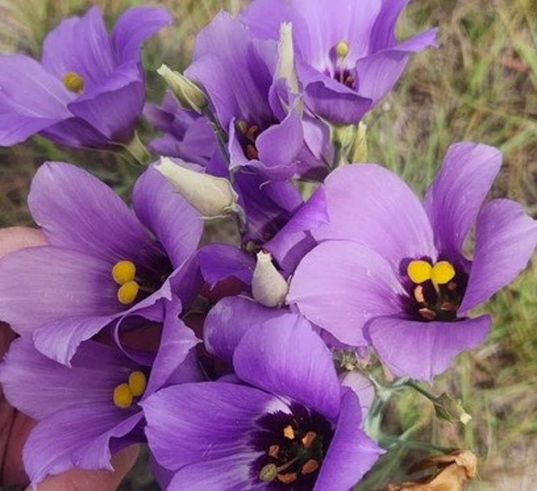 Eustoma Exaltatum Ssp. Russellianum (aka Eustoma Grandiflorum) Texas ...