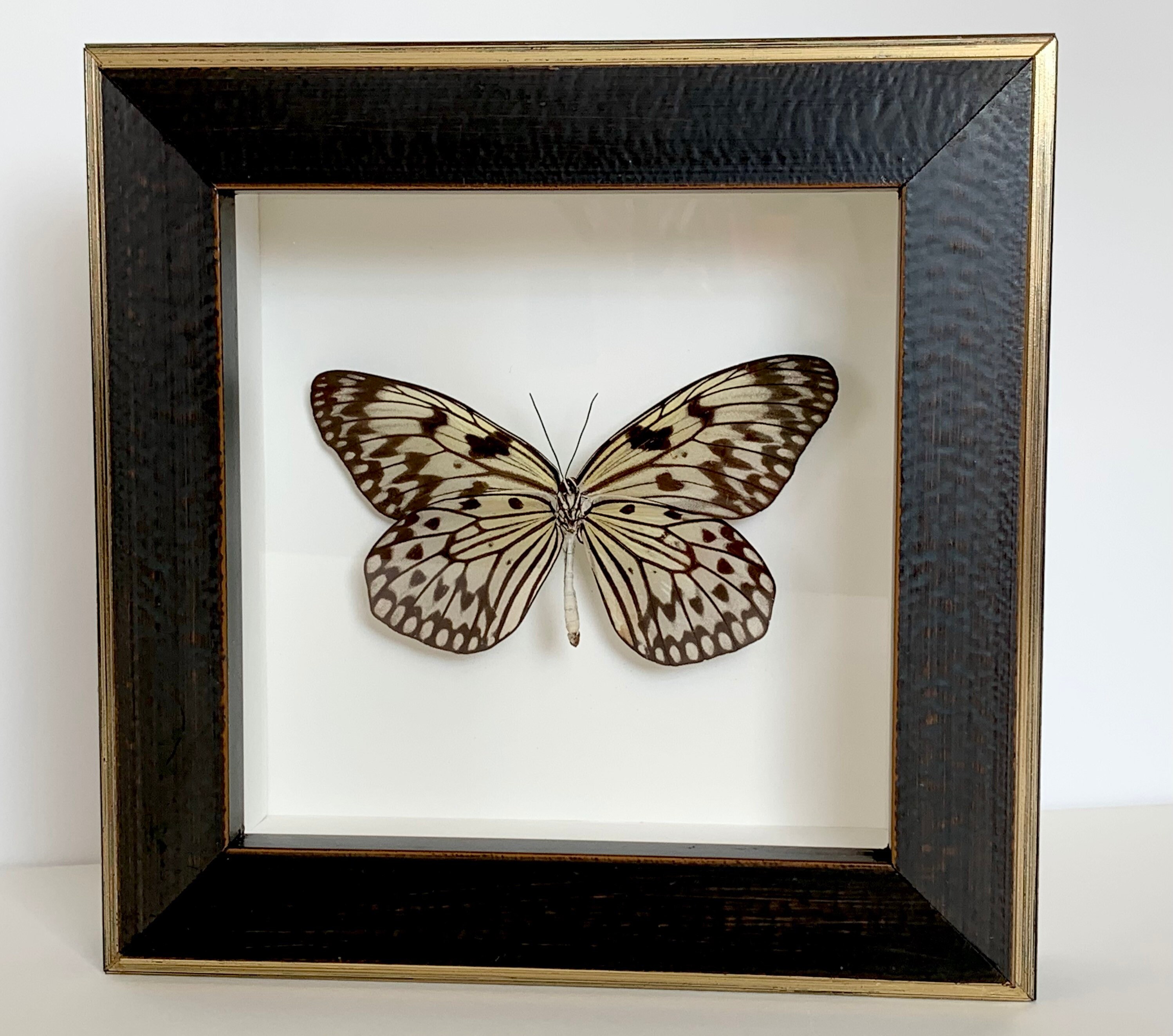 Real butterfly framed Rice paper butterfly Etsy