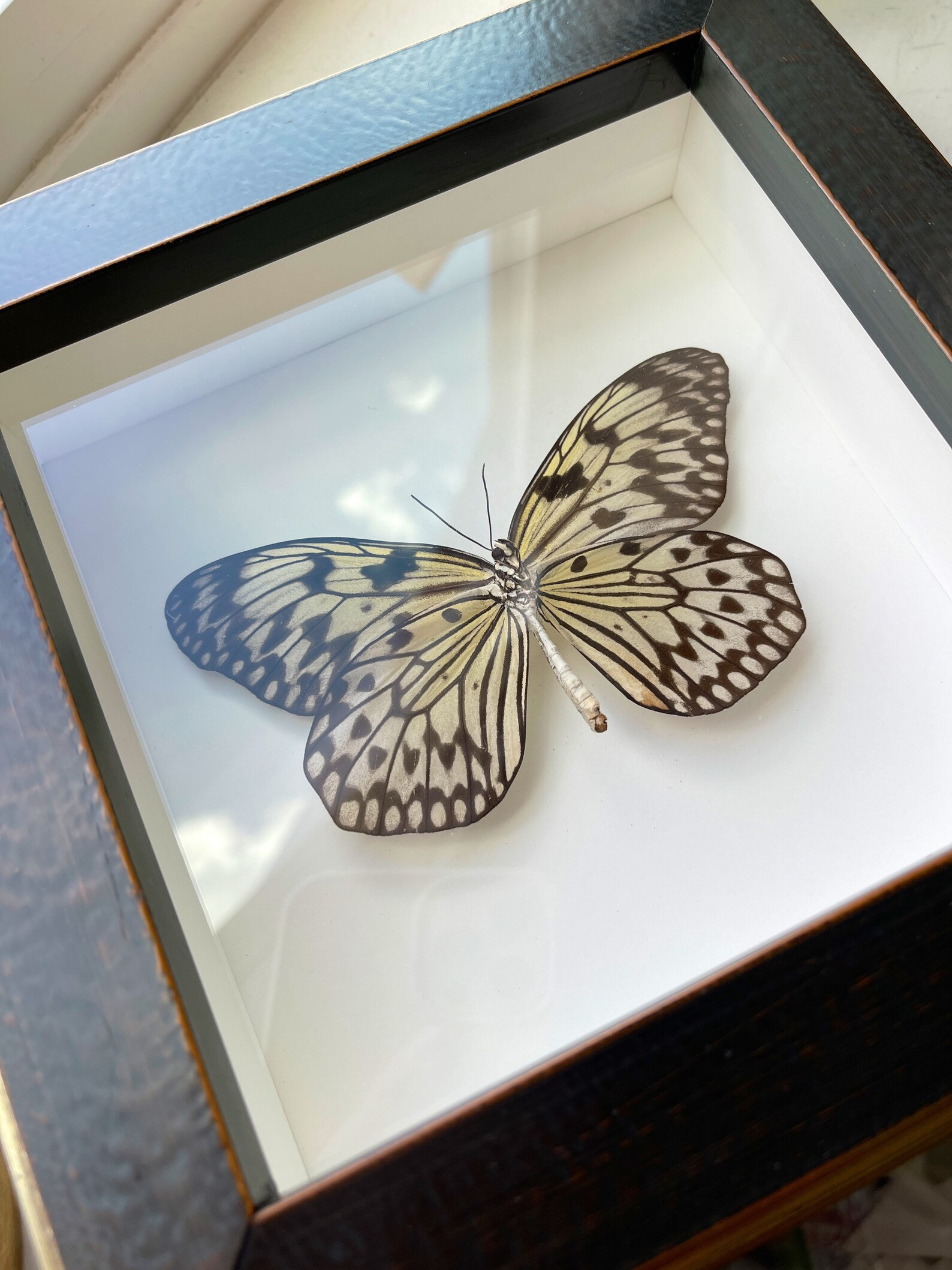 Real butterfly framed Rice paper butterfly Etsy