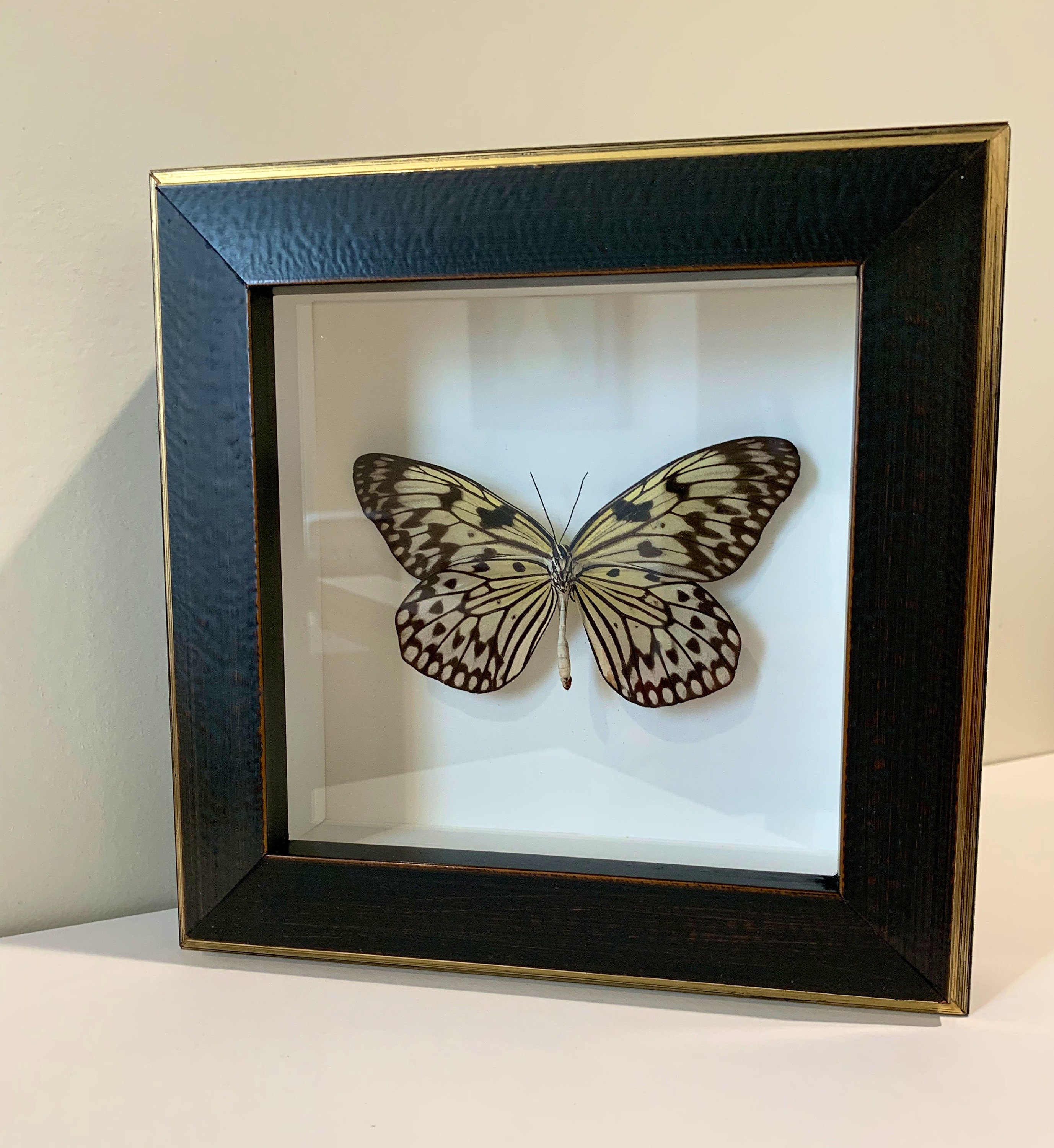 Real butterfly framed Rice paper butterfly Etsy