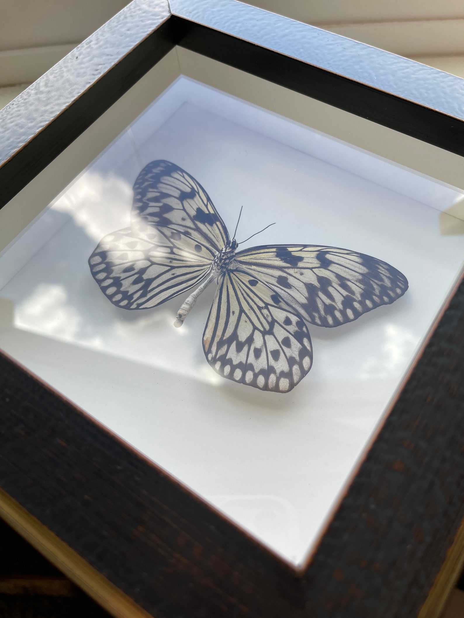 Real butterfly framed Rice paper butterfly Etsy