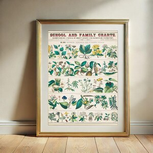 Arte de parede de gráfico botânico, gráficos escolares e familiares botânicos vintage para impressão, download digital
