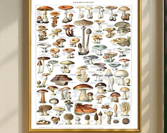 Adolphe Millot Champignons Wand Kunst Druck, Botanische Pilz druckbare Wanddekoration, digitaler Download