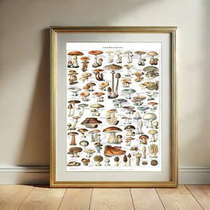Adolphe Millot Champignons Wand Kunst Druck, Botanische Pilz druckbare Wanddekoration, digitaler Download