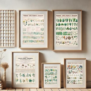 Conjunto de 5 impressões de parede de gráficos botânicos, gráficos escolares e familiares botânicos vintage para impressão, download digital