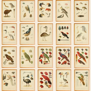 Vintage Bird Illustrations Set of 45 Wall Art Print, Genera Avium by Philogène Wytsman Printable Wall Decor