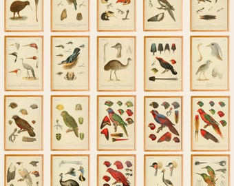 Vintage Bird Illustrations Set of 45, Antique Nature Prints, Ornithology Wall Art Download