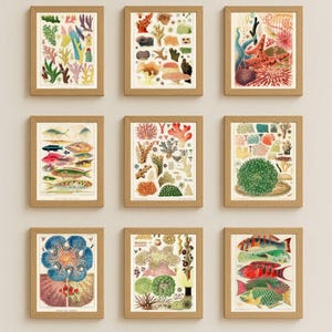 Juego de 17 impresiones de la Gran Barrera de Coral, impresión vintage de pared oceánica, póster de arrecife de coral, decoración de vida marina, mapa del mar de Australia, arte imprimible