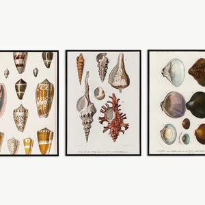 May include: Three vintage botanical illustrations of seashells. The first image features a variety of brown, white, and orange seashells. The second image features a variety of brown, white, and red seashells. The third image features a variety of white, brown, and purple seashells.