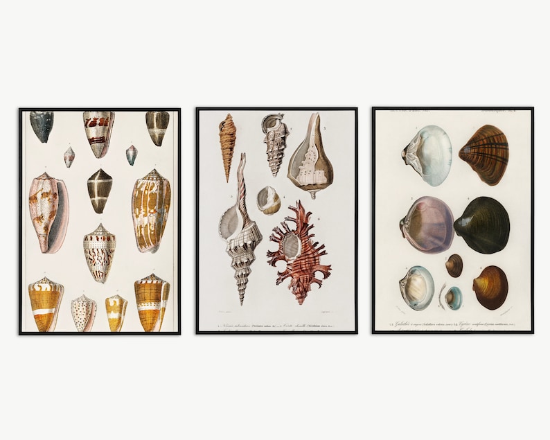 May include: Three vintage botanical illustrations of seashells. The first image features a variety of brown, white, and orange seashells. The second image features a variety of brown, white, and red seashells. The third image features a variety of white, brown, and purple seashells.