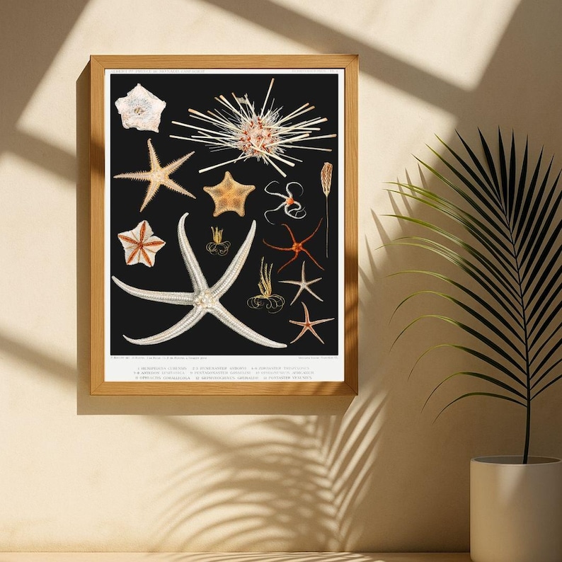 Marine Life Illustrations Set of 200, Vintage Ocean Prints, Sea Creature Art Set, Nautical Wall Decor, Antique Aquatic Posters image 10